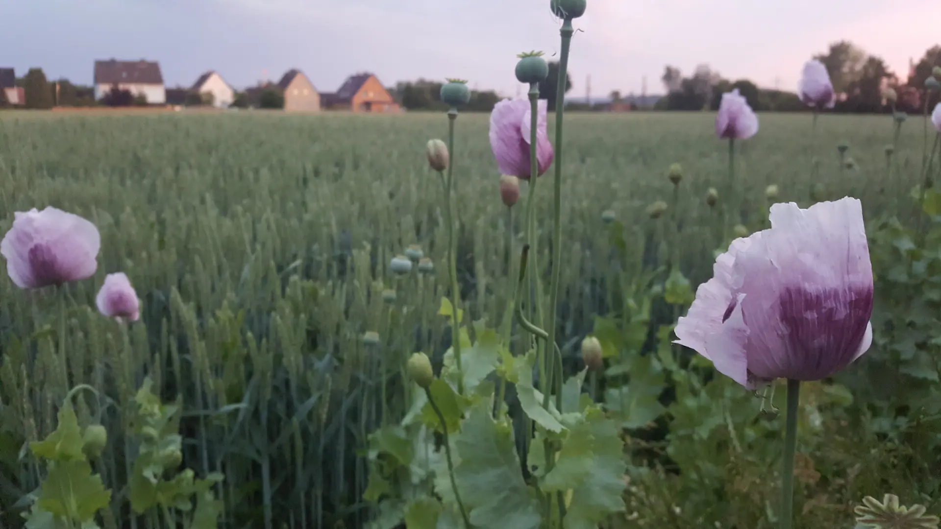 Blumenwiese in Rössing
